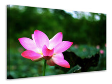 Lade das Bild in den Galerie-Viewer, Leinwandbild Lotus in der Natur
