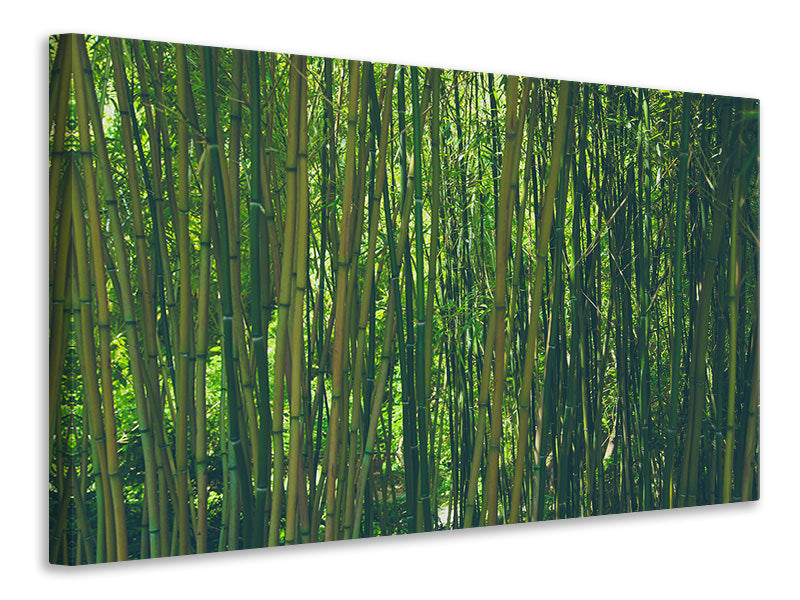 Leinwandbild Mitten im Bambus