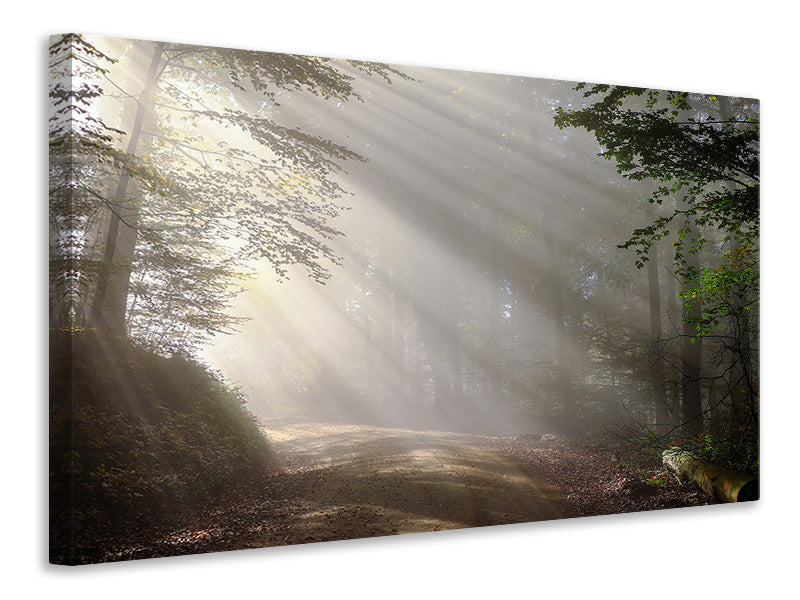 Leinwandbild Mystisches Licht im Wald