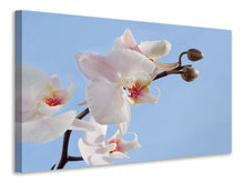 Lade das Bild in den Galerie-Viewer, Leinwandbild Orchidee im Himmel

