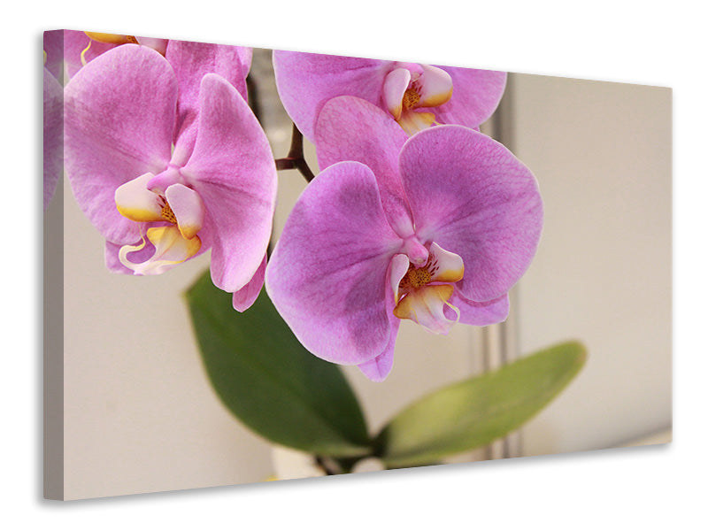 Leinwandbild Orchideen mit lila Blüten in XL