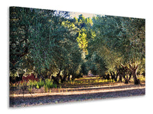 Lade das Bild in den Galerie-Viewer, Leinwandbild Prächtige Olivenbäume
