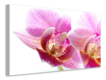 Lade das Bild in den Galerie-Viewer, Leinwandbild Prächtige Phalaenopsis
