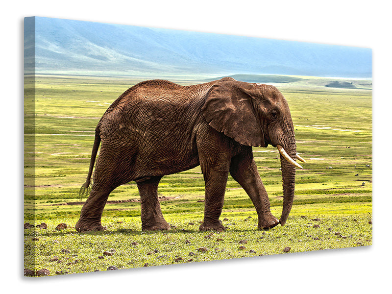 Leinwandbild Prächtiger Elefant