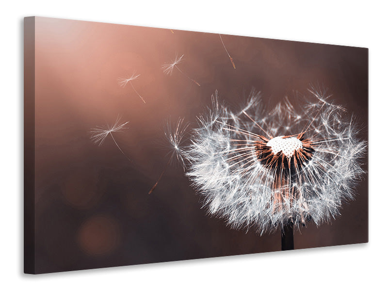 Leinwandbild Pusteblume im Abendlicht