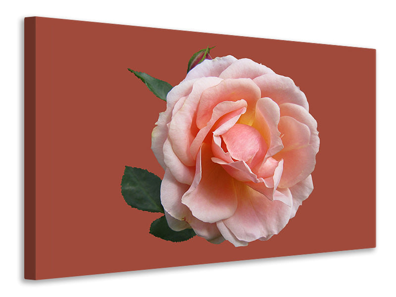 Leinwandbild Rose in rosa XXL