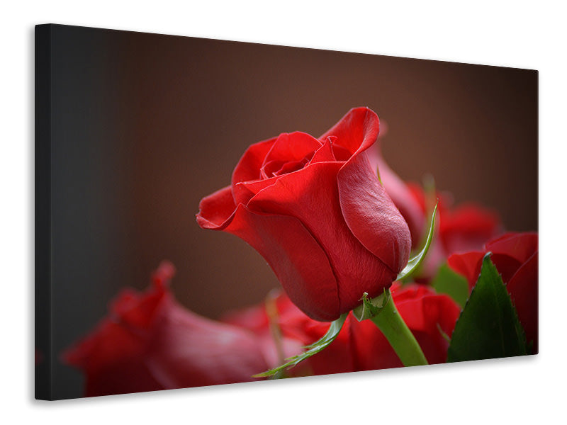 Leinwandbild Rote Rose in XL