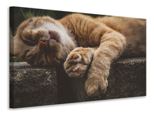 Lade das Bild in den Galerie-Viewer, Leinwandbild Schlafende Katze
