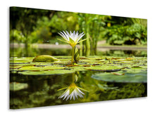 Lade das Bild in den Galerie-Viewer, Leinwandbild Seerose in der Natur
