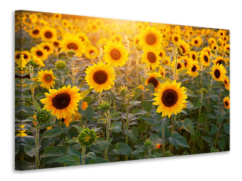 Leinwandbild Sonnenblumen Feld