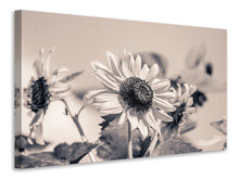 Lade das Bild in den Galerie-Viewer, Leinwandbild Sonnenblumen sw
