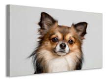 Lade das Bild in den Galerie-Viewer, Leinwandbild Süsser Chihuahua
