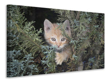 Lade das Bild in den Galerie-Viewer, Leinwandbild Tiger Kitten
