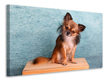Lade das Bild in den Galerie-Viewer, Leinwandbild Typisch Chihuahua

