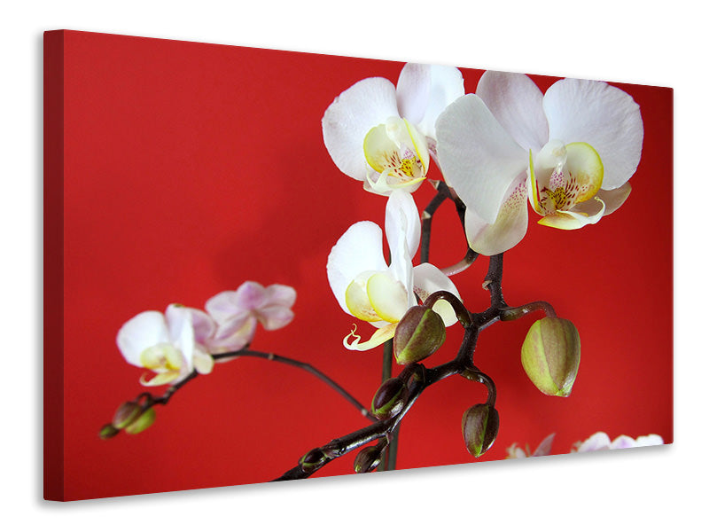 Leinwandbild Weisse Orchideen auf roter Wand