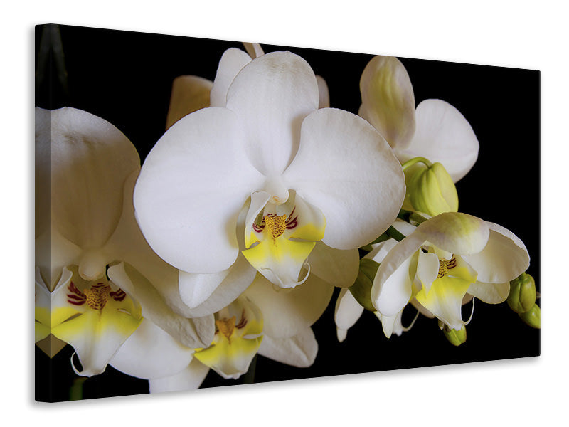 Leinwandbild Weisse Orchideen in der Blüte