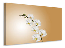 Lade das Bild in den Galerie-Viewer, Leinwandbild Weisse Orchideen XL
