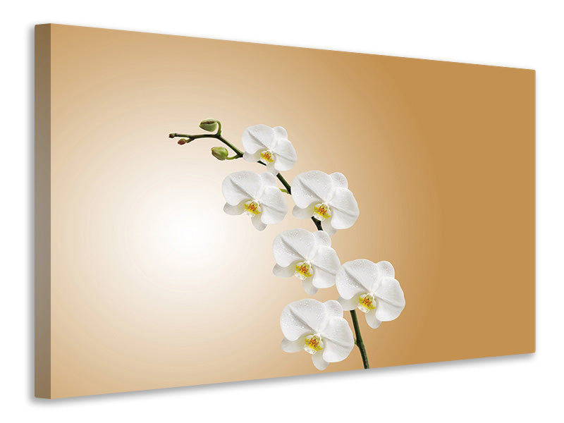Leinwandbild Weisse Orchideen XL