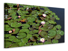 Lade das Bild in den Galerie-Viewer, Leinwandbild Weisse Seerosen im Teich
