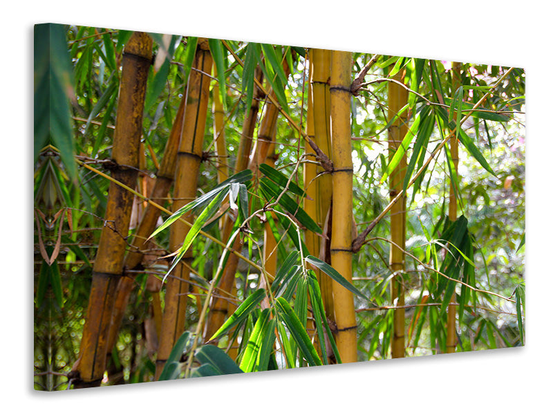 Leinwandbild Wilder Bambus