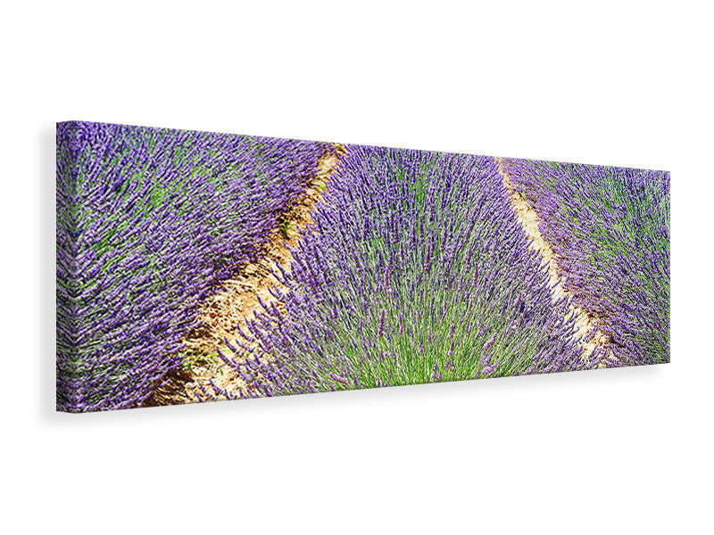Leinwandbild Panorama Das Lavendel Feld
