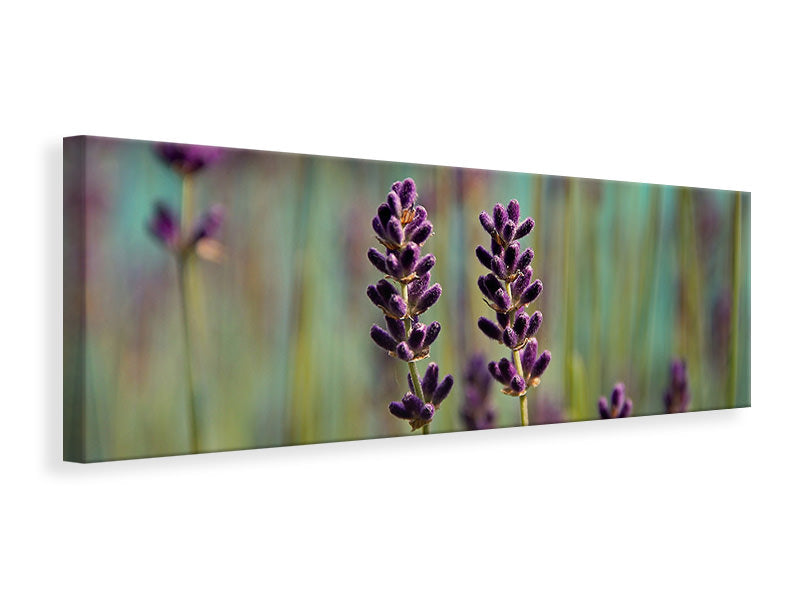 Leinwandbild Panorama Lavendel in XL