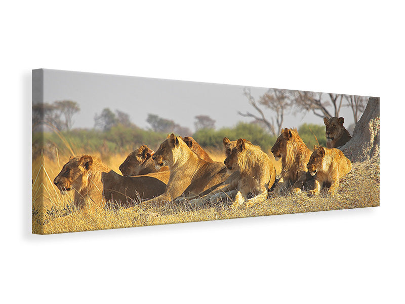 Leinwandbild Panorama Löwen Familie