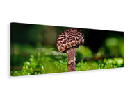 Leinwandbild Panorama Strobilomyces Strobilaceus