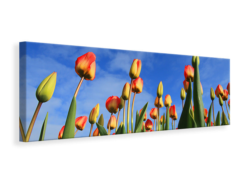 Leinwandbild Panorama Tulpen ragen zum Himmel