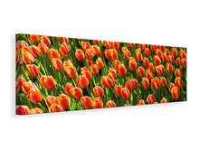 Lade das Bild in den Galerie-Viewer, Leinwandbild Panorama Tulpenfeld in orange
